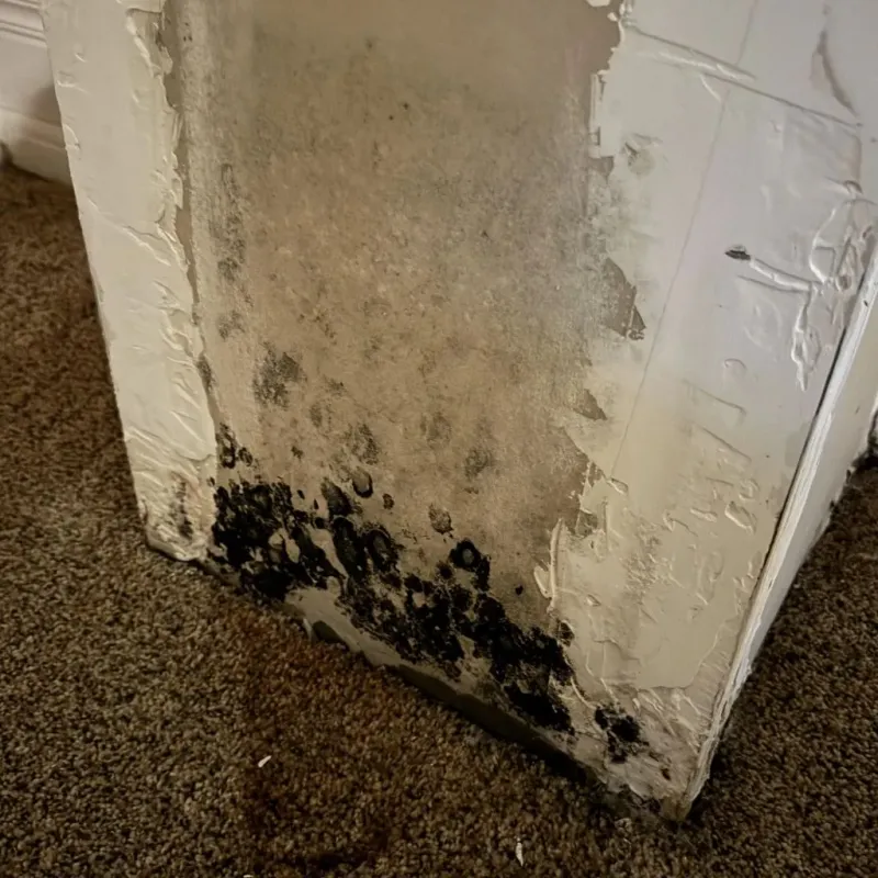 Professional Mold Removal in Mills River, NC